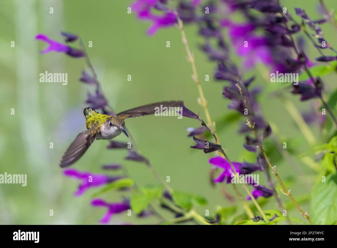 01162-16514 Rubinkehliger Kolibri (Archilochus colubris) bei Salvia 'Purple and Bloom' (Salvia Guaranitica) Marion Co. IL Stockfoto