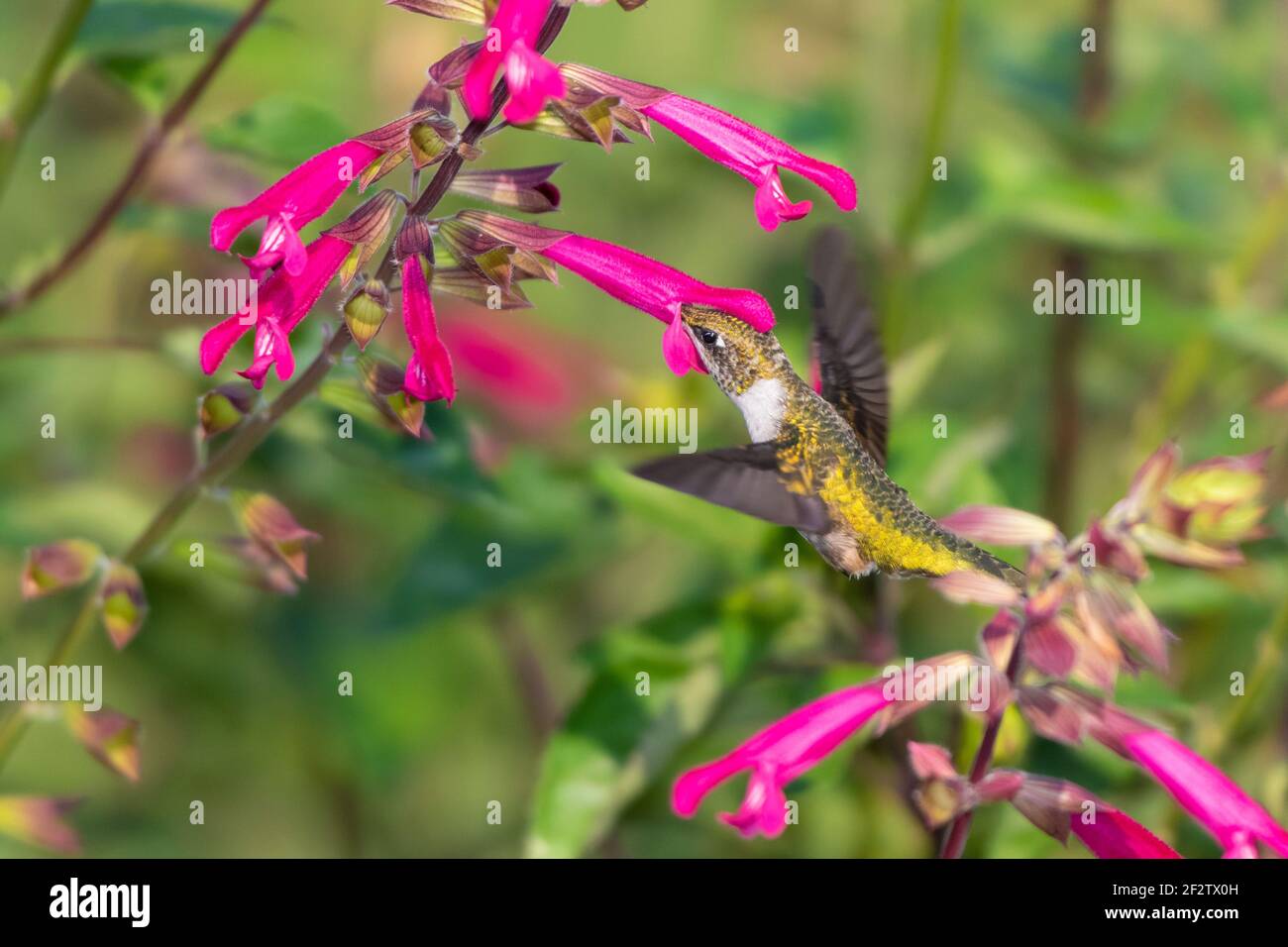 01162-16703 Rubinkehliger Kolibri (Archilochus colubris) bei Salvia Fuchsia 'Rockin Fuchsia' (Salvia Hybrid) Marion Co. IL Stockfoto