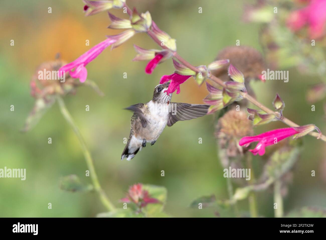 01162-16904 Rubinkehliger Kolibri (Archilochus colubris) bei Salvia Fuchsia 'Rockin Fuchsia' (Salvia Hybrid) Marion Co. IL Stockfoto