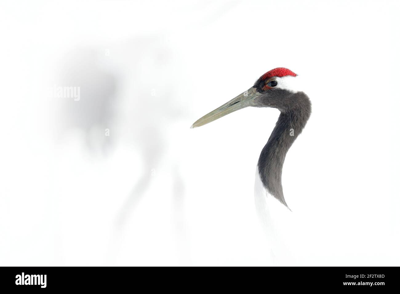 Kunstansicht auf Vogelportrait. Rot-gekrönter Kranich, Grus japonensis, Kopfportrait mit weißem und rückengefiedertem Gefieder, Winterszene, Hokkaido, Japan. High-Key-Phot Stockfoto