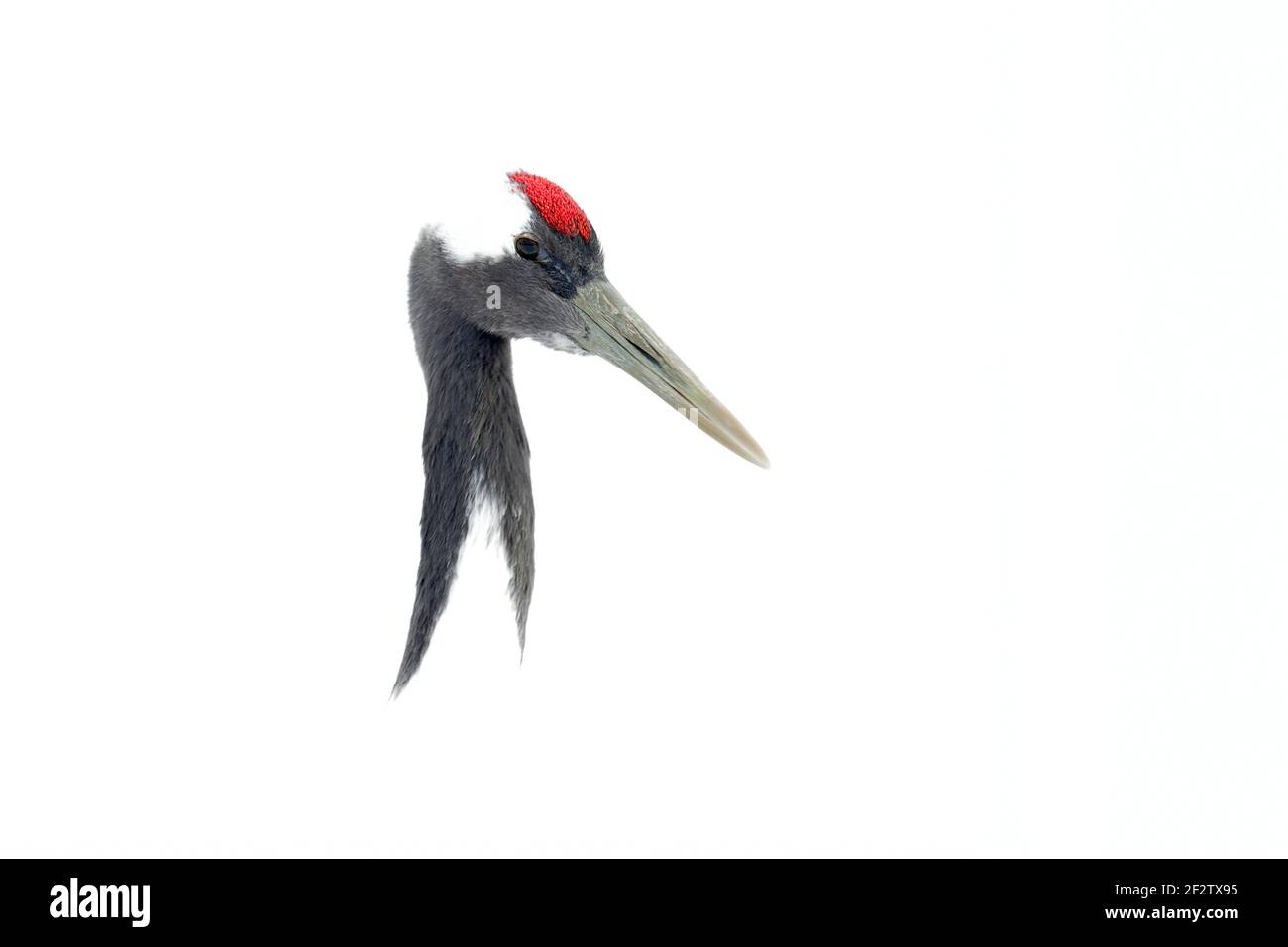 Tanzendes Paar Rotkronenkran mit offenem Flügel im Flug, mit Schneesturm, Hokkaido, Japan. Vogel im Fliege, Winterszene mit Schnee. Schneetanz in der Natur Stockfoto