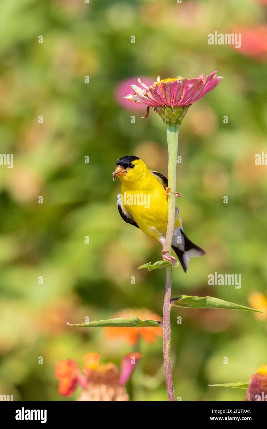01640-16707 American Goldfinch (Spinus tristis) männlich essen Zinnia Samen Union Co. IL Stockfoto