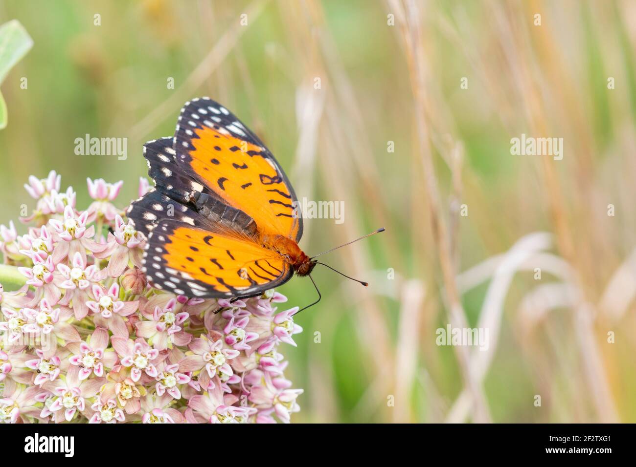 03325-00503 Regal Fritillary (Speyeria idalia) Weibchen auf gemeiner Milchblume (Asclepias syriaca) Sand Prairie - Scrub Oak Nature Preserve Mason Co. IL Stockfoto