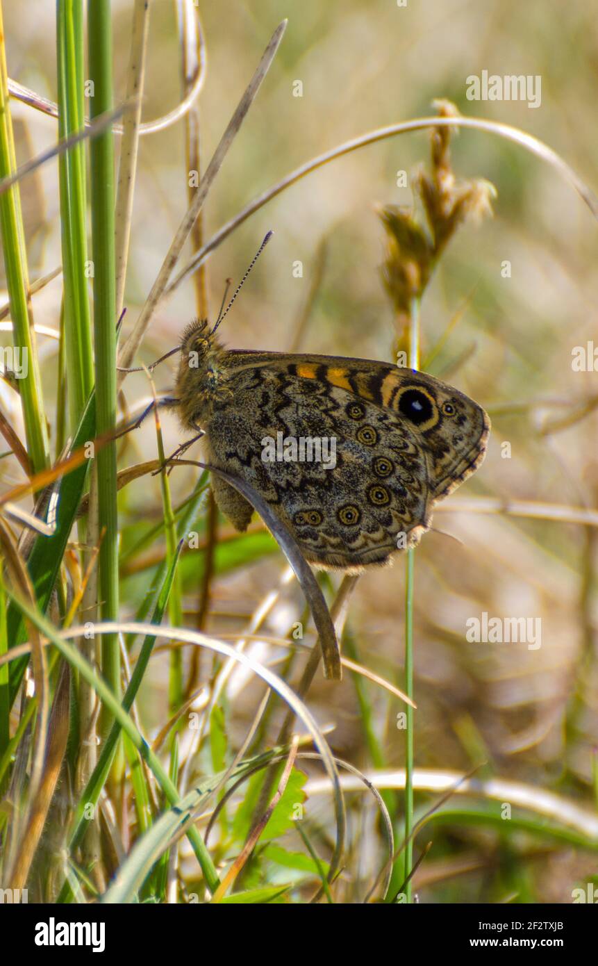 Ein einzelner Wall Brown Butterfly, der auf Gräsern sitzt und einen natürlichen Lebensraum zeigt Stockfoto