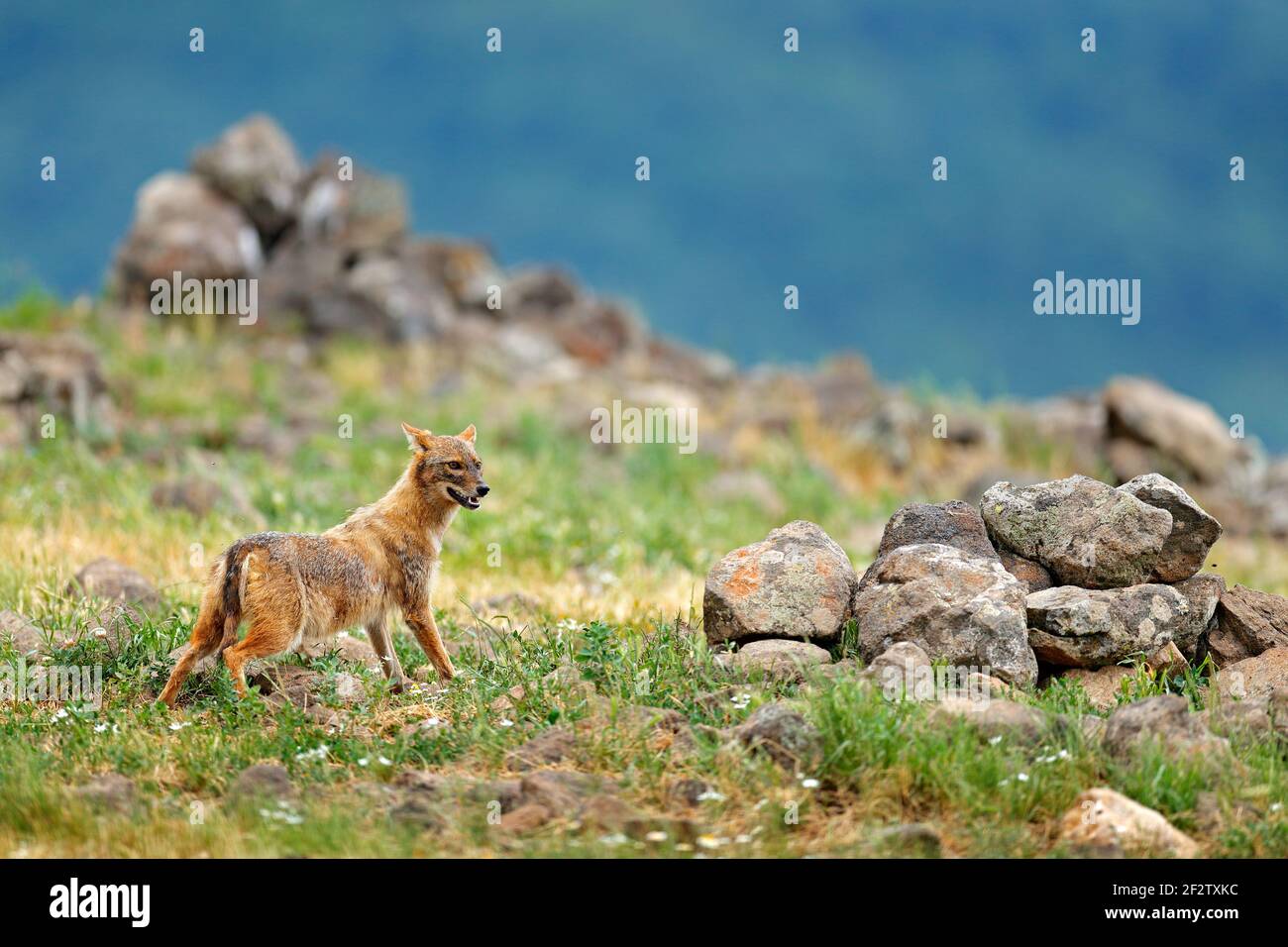 Goldschakal, Canis aureus, Fütterungsszene mit Graswiese, Madzharovo, Rhodopen, Bulgarien. Wildlife Balkan. Wildhundeverhalten Szene, Natur. Halterung Stockfoto