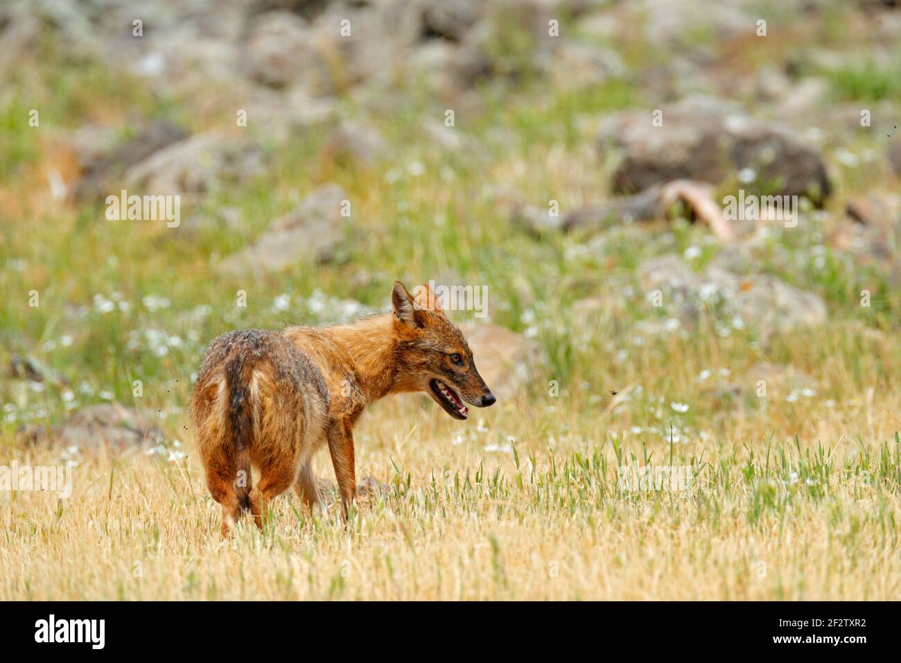 Goldschakal, Canis aureus, Fütterungsszene mit Graswiese, Madzharovo, Rhodopen, Bulgarien. Wildlife Balkan. Wildhundeverhalten Szene, Natur. Halterung Stockfoto