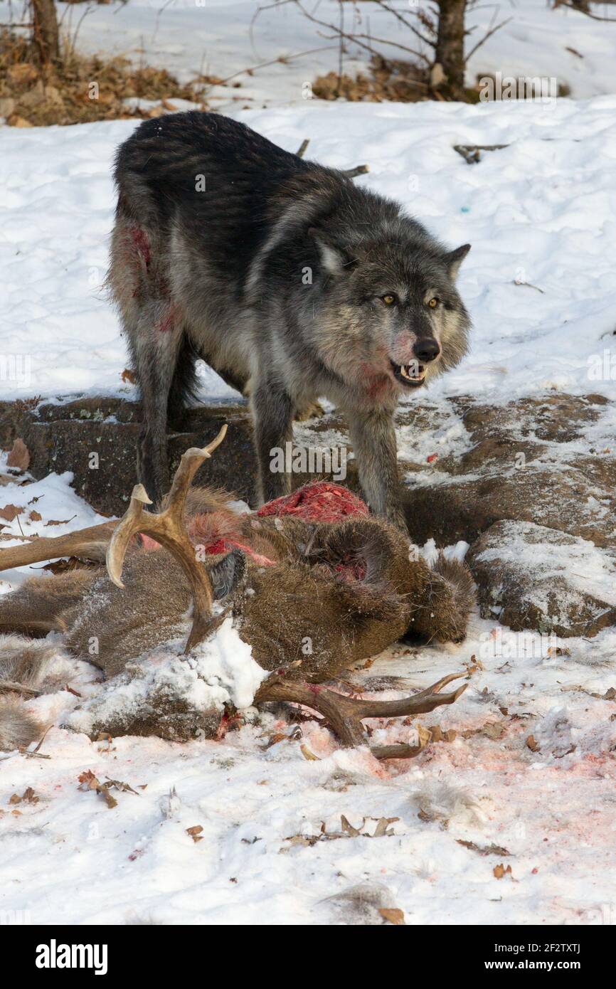 Ein Rudel Grauer Wölfe (Canis Lupus) füttert und ein Hirsch tötet in Minnesota, USA. Stockfoto