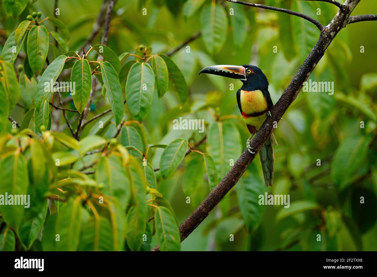 Aracari, Pteroglossus torquatus, Vogel mit großer Schnabel. Toucan sitzt auf dem schönen Zweig im Wald, Boca Tapada, Costa Rica. Naturvogel, t Stockfoto