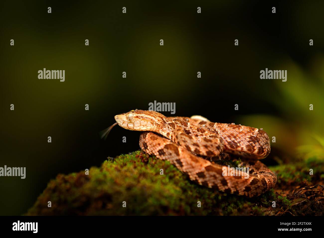 Giftnatter Fer-de-Lanze im Naturlebensraum. Gewöhnlicher Lancekopf, Botrops atrox, im Tropenwald. Gifttier im dunklen Dschungel. Detail des seltenen Schneckens Stockfoto