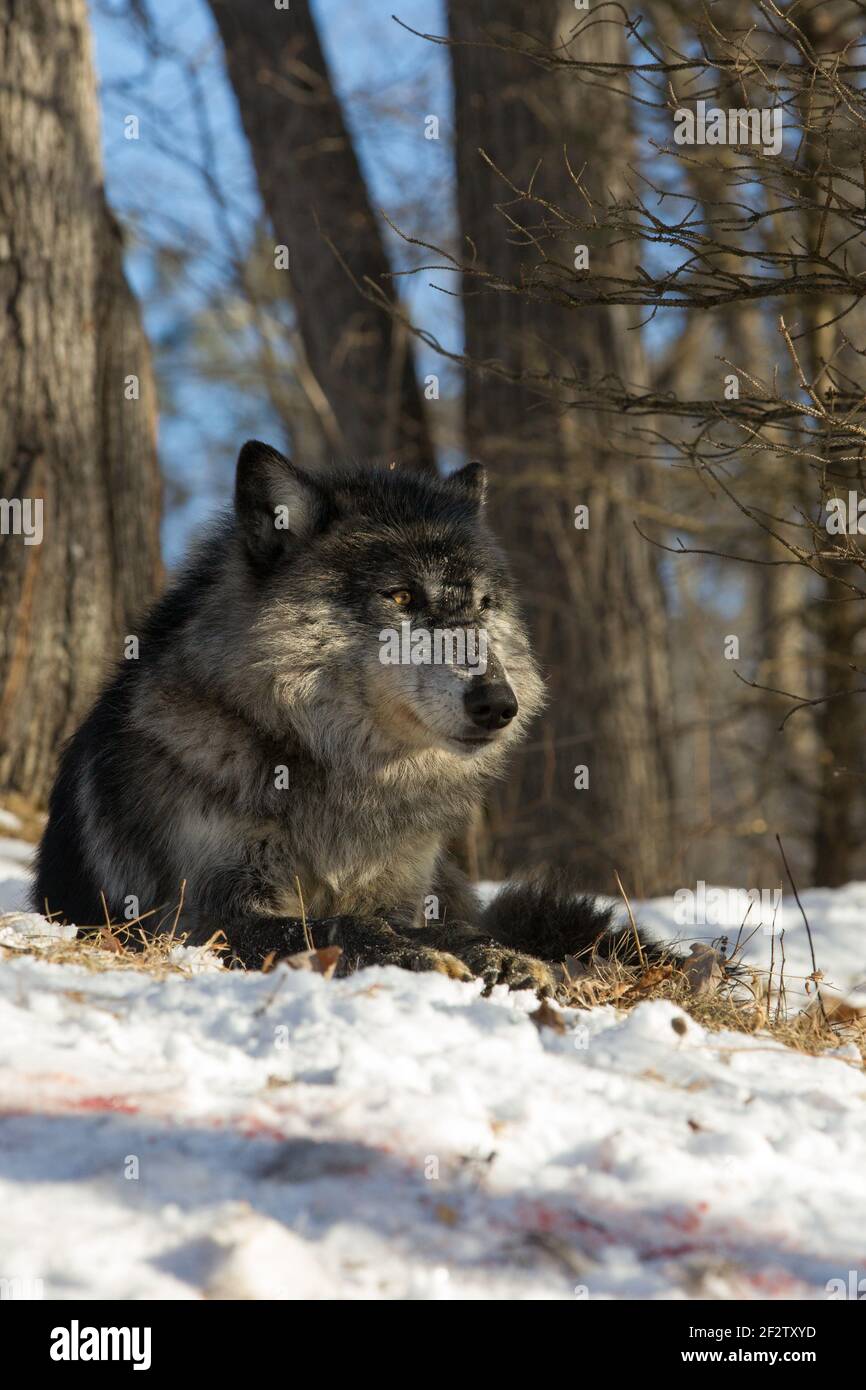 Ein Rudel Grauer Wölfe (Canis Lupus) füttert und ein Hirsch tötet in Minnesota, USA. Stockfoto