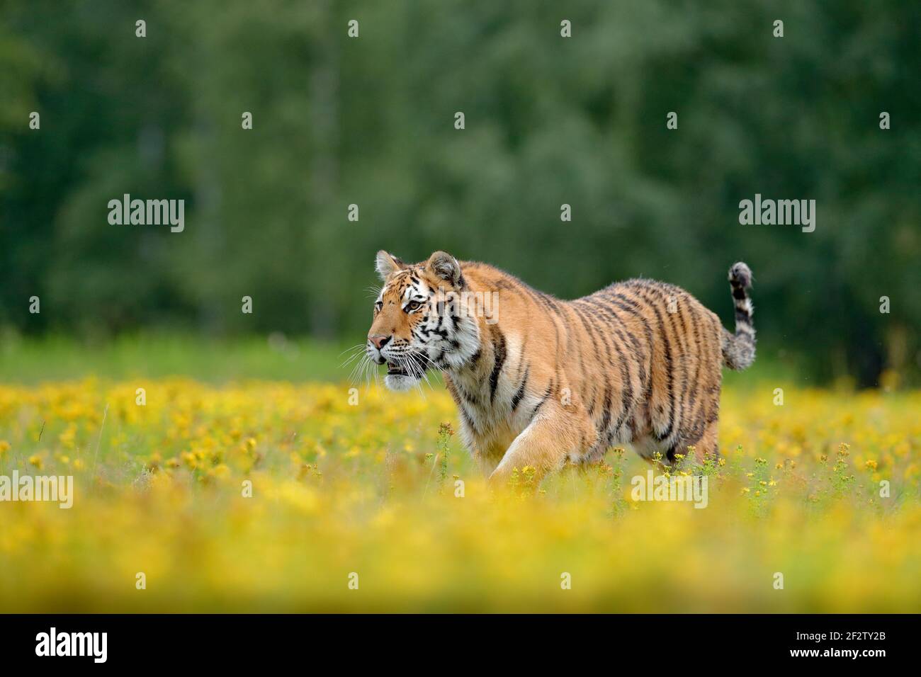 Blühte Wiese mit Gefahr Tier. Wildtiere Russland. Sommer mit Tiger. Tier geht in voller Blüte. Tiger mit gelben Blüten. Sibirischer Tiger in Beautifu Stockfoto