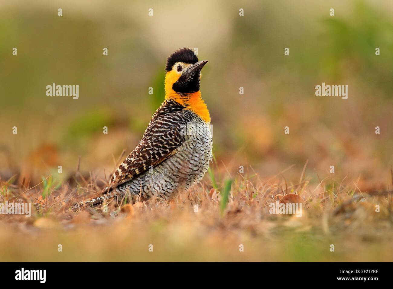 Campo Flicker, Colaptes campestris, exotischer Specht im Naturgebiet, Vogel im Gras sitzend, gelber und schwarzer Kopf, Mato Grosso, Pantanal, Stockfoto