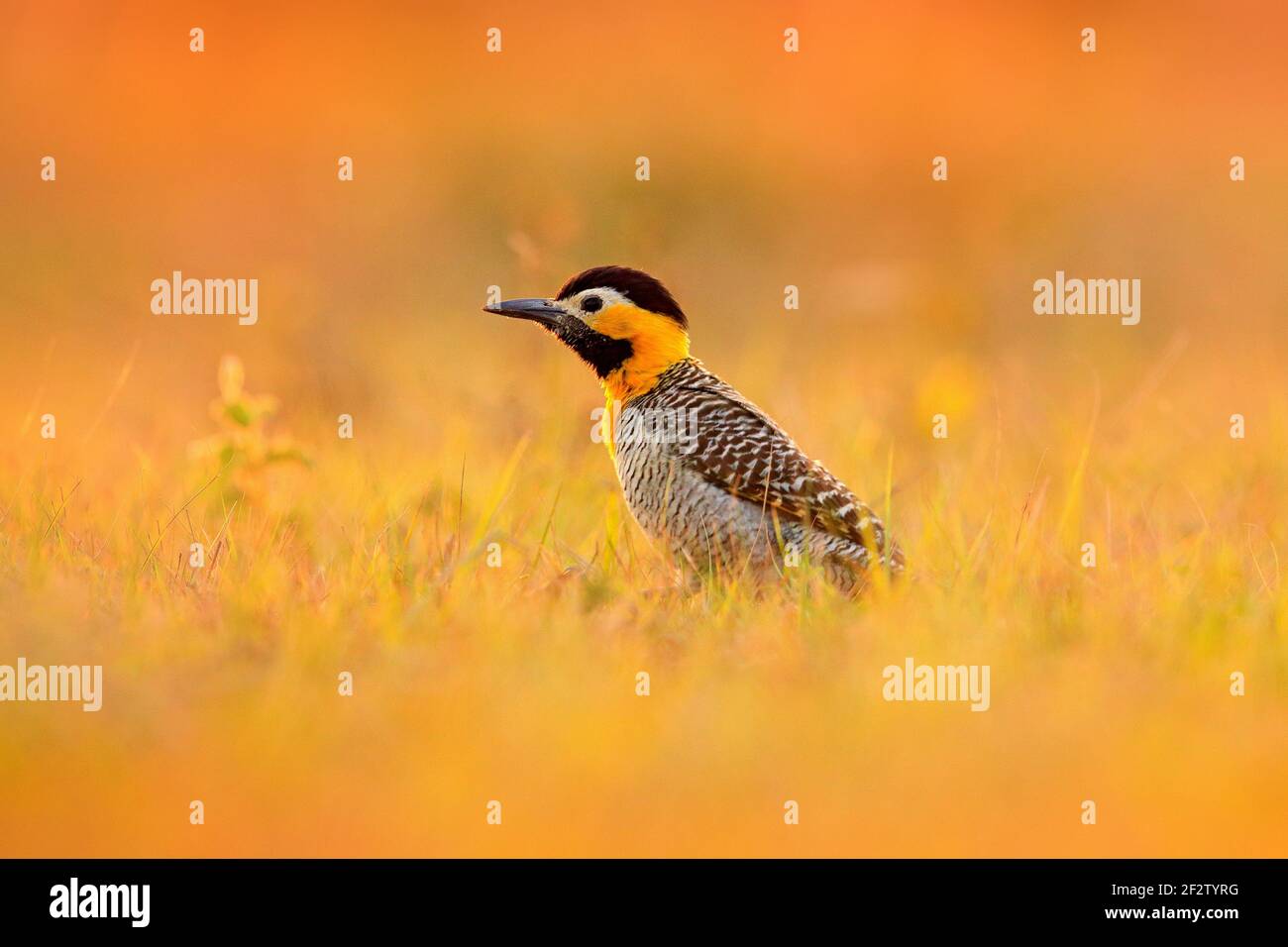 Vogel, Abendlicht auf der Wiese. Brasilianischer Specht. Campo Flicker, Colaptes campestris, exotischer Specht in der Natur, Vogel sitzt im Gra Stockfoto