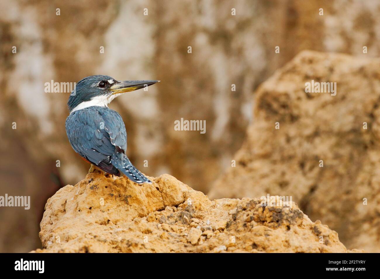 Ringed Kingfisher, Megaceryle torquata, blau und orange Vogel sitzt auf dem Baum Zweig, Vogel in der Natur Lebensraum, Baranco Alto, Pantanal, Brasilien. W Stockfoto