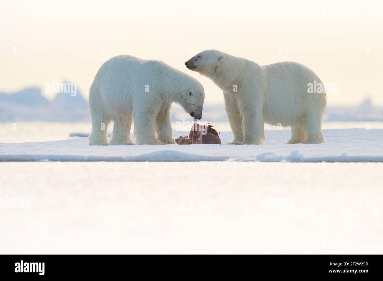 Zwei Eisbären mit Fangblutversiegelung. Weißer Eisbär auf Drift-Eis mit Schnee Fütterung töten, Skelett und Blut, Russland. Blutige Natur mit großem Tier Stockfoto
