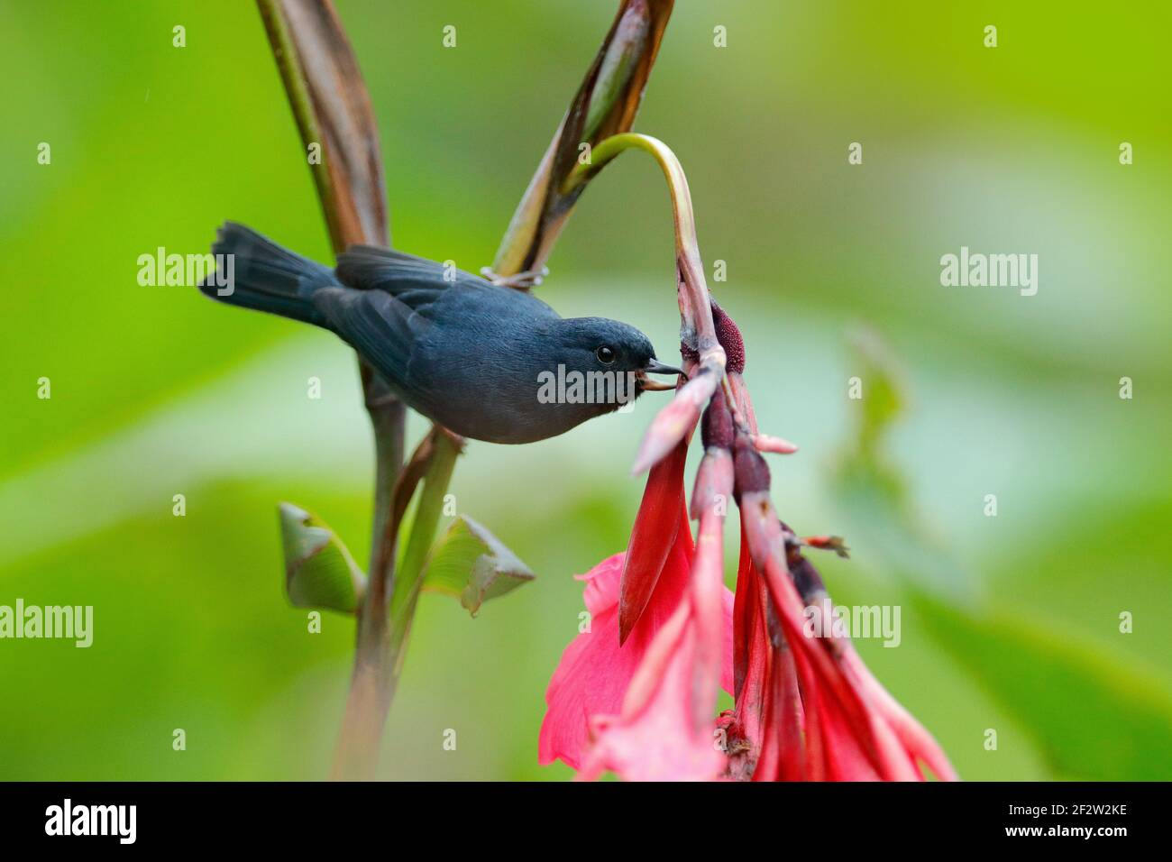 Hochglanz Flowerpiercer, Diglossa lafresnayii, schwarzer Vogel mit gebogenem Schnabel Sittin auf der orangefarbenen Blume, Naturlebensraum, exotisches Tier aus Costa Rica. Vogel Stockfoto