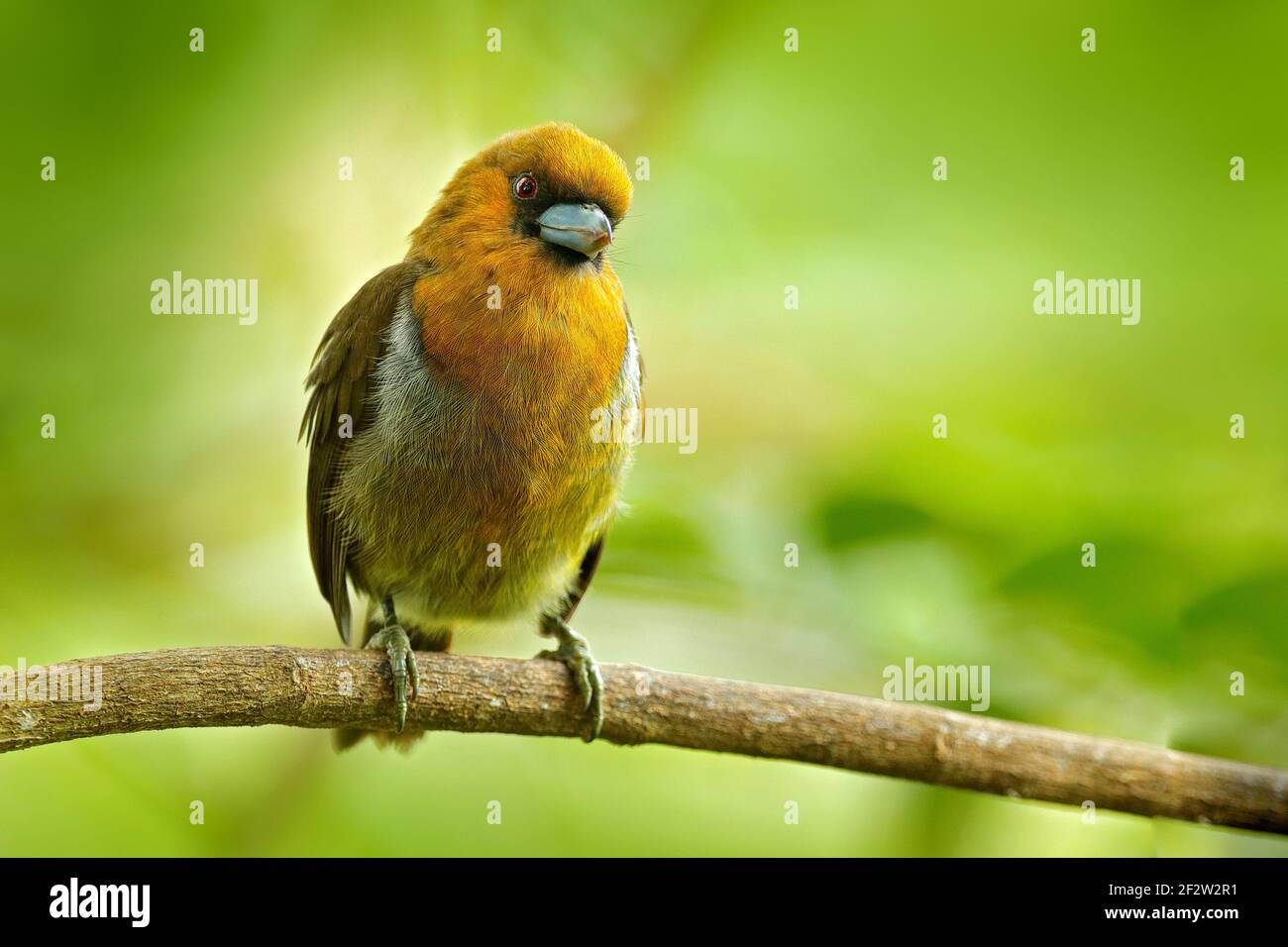 Stachelschnabel-Barbet, Semnornis frantzii, Vera Blanca, Costa Rica, exotischer grauer und roter Bergvogel, Wildtierszene aus der Natur. Vogelbeobachtung in Sout Stockfoto