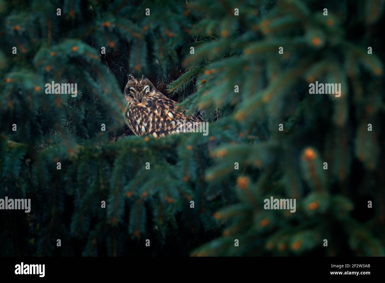 Kurzohreule, ASIO flammeus, sitzend auf Ast der Fichtenwald. Eule versteckt im Wald. Wildlife-Szene aus dem natürlichen Lebensraum. Vogel auf dem spr Stockfoto