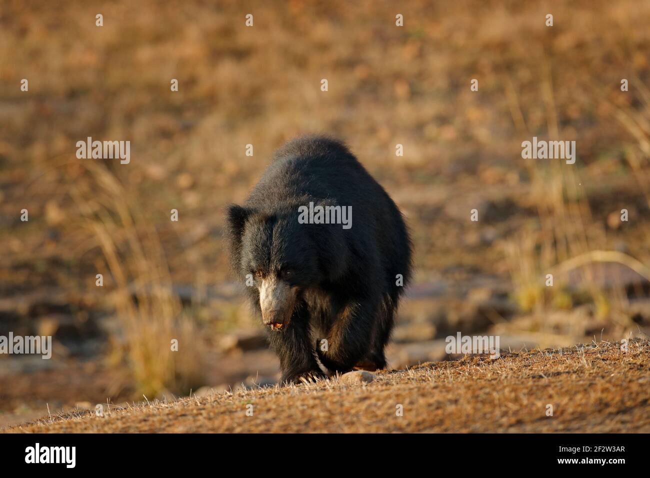 Faultier-Bär, Melursus ursinus, Ranthambore National Park, Indien. Wildfaultier Bär Natur Lebensraum, Tierwelt Foto. Gefährliche schwarze Tier in Indien. Wildl Stockfoto