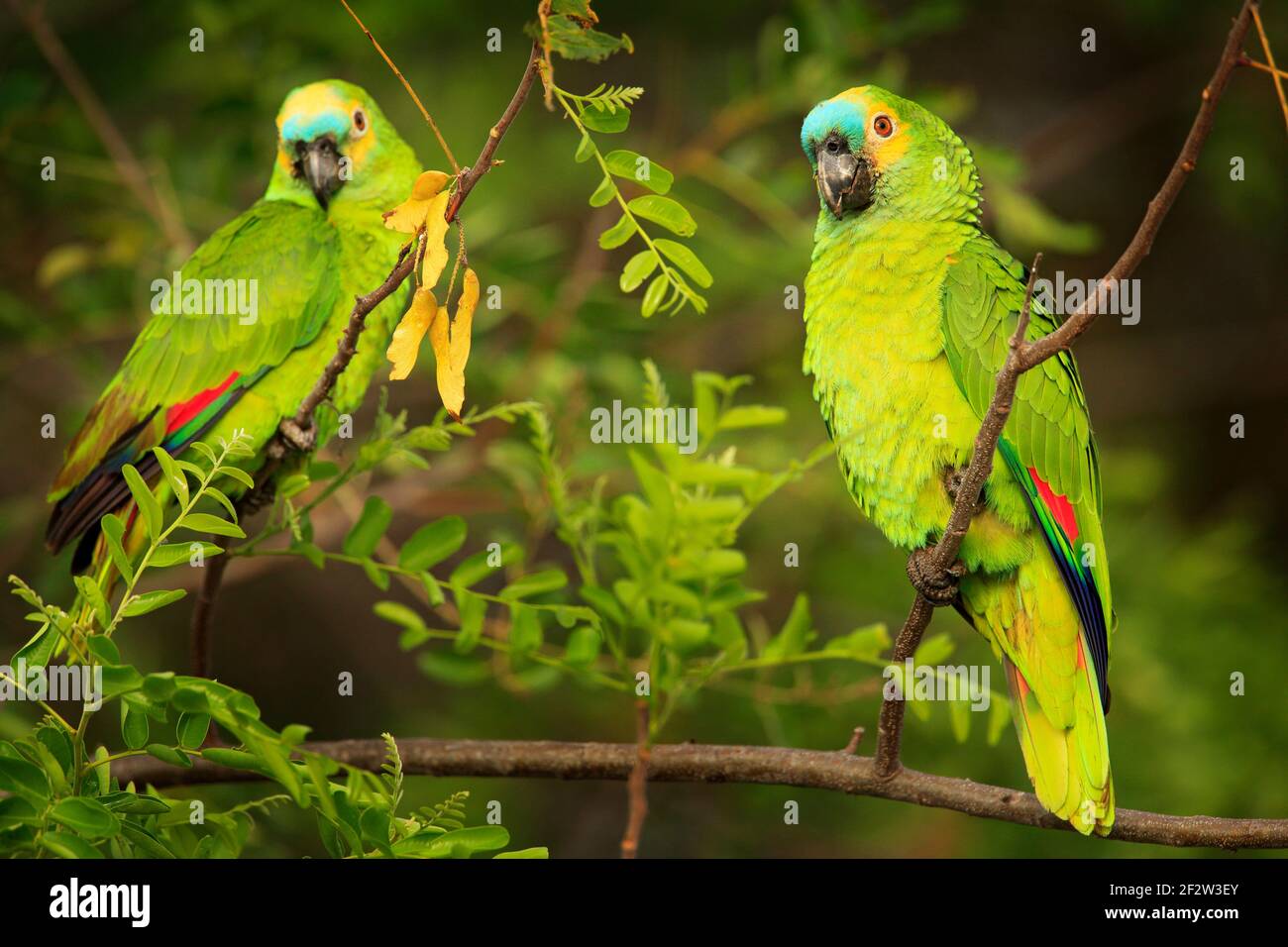 Zwei Papageien, Razil im Lebensraum. amazonas mit türkisfarbener Fassade,  Amazona aestiva, Portrait eines hellgrünen Papagei mit rotem Kopf, Costa  Rica. Flugvogel Stockfotografie - Alamy