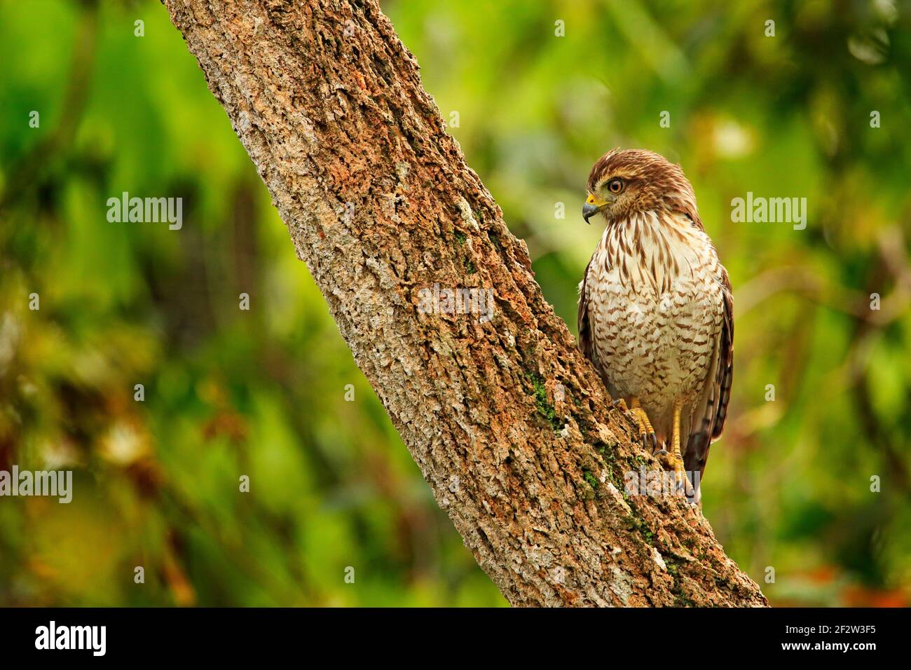 Straßenfalke, Rupornis magnirostris, junger Vogel am Baum, Pantanal, Brasilien, Wildlife scene from tropic Forest. Waldhintergrund. Hawk in der habi Stockfoto