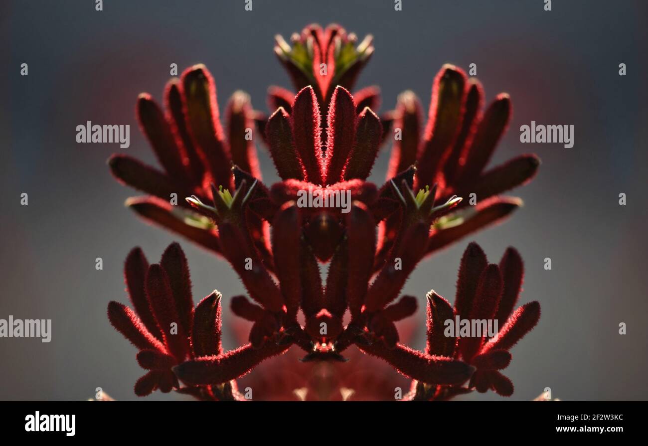 Anigozanthos Rufus eine exotische Zierpflanze mit einzigartigen