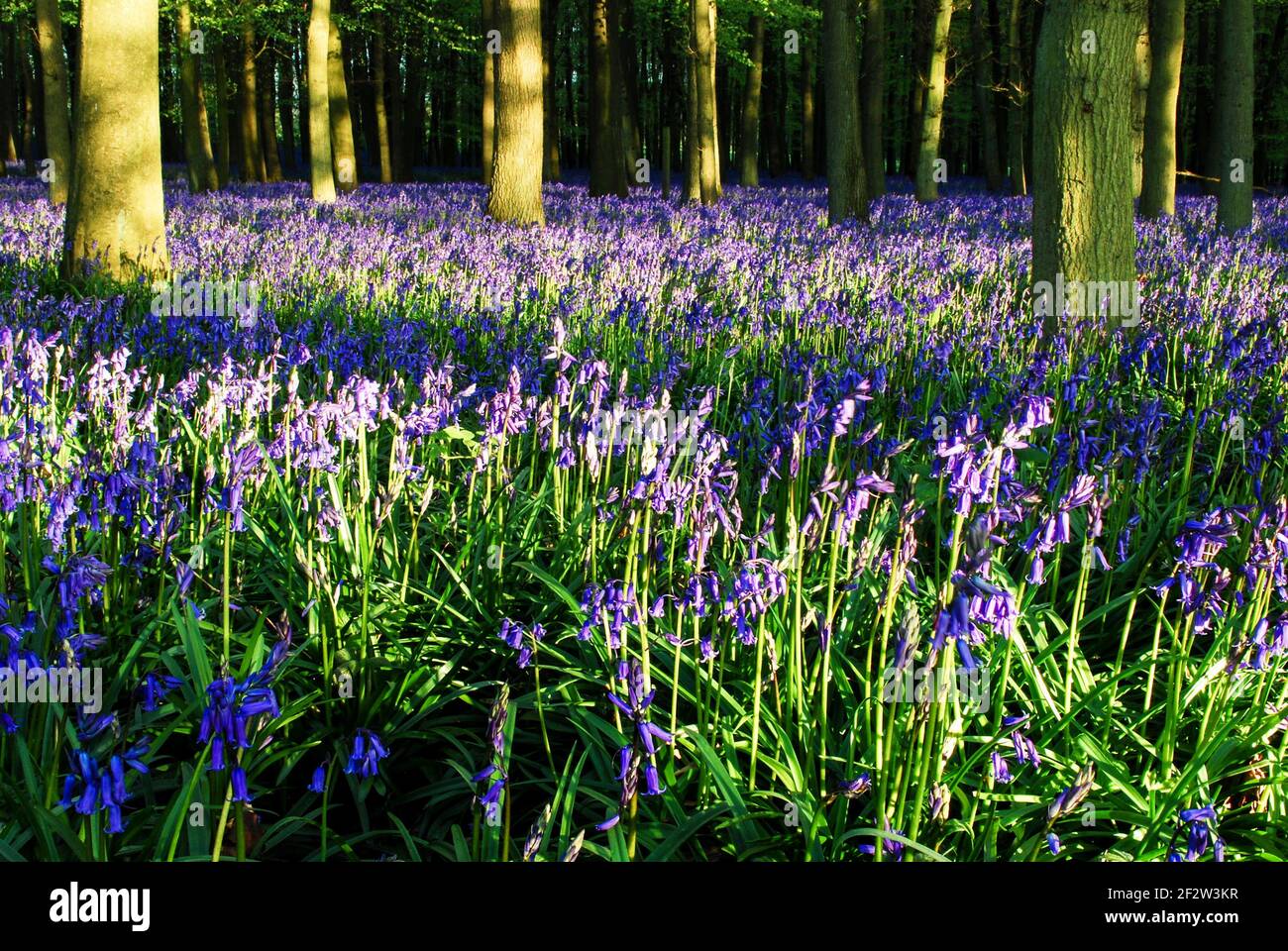 Blüht an einem schönen Frühlingstag im Dockey Wood, Ashridge. Dockey Wood gehört dem National Trust und ist ein kleiner, aber schöner Fleck wilder Engli Stockfoto