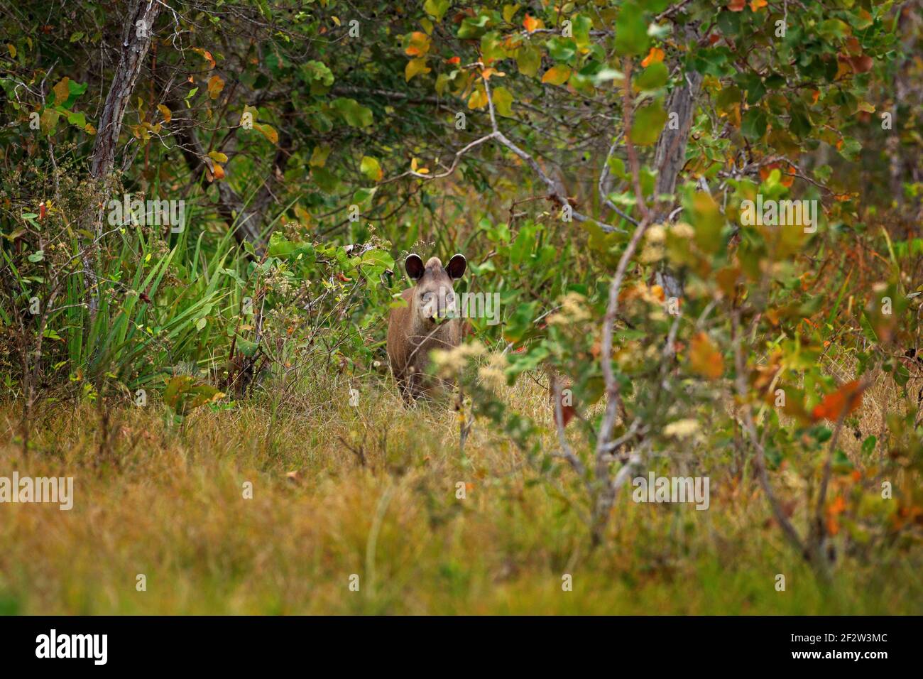 Tapir im Lebensraum, versteckte grüne Vegetation. Tapir in der Natur. Südamerikanischer Tapir, Tapirus terrestris, in grüner Vegetation. Nahaufnahme Porträt von seltenen A Stockfoto