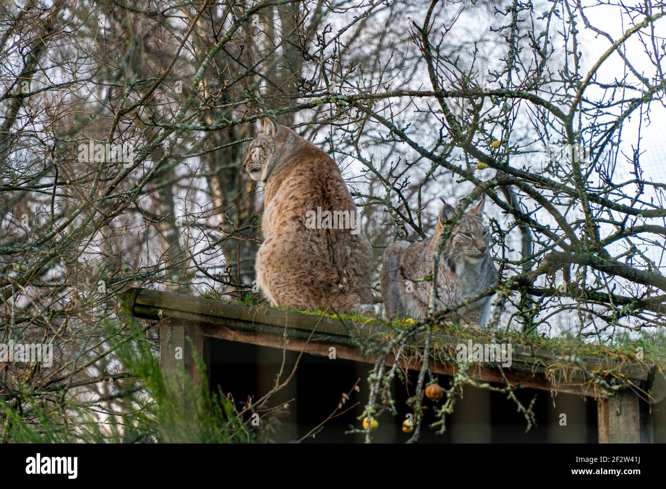 Kein sehr fotogener Luchs im Royal Highland Park Stockfoto