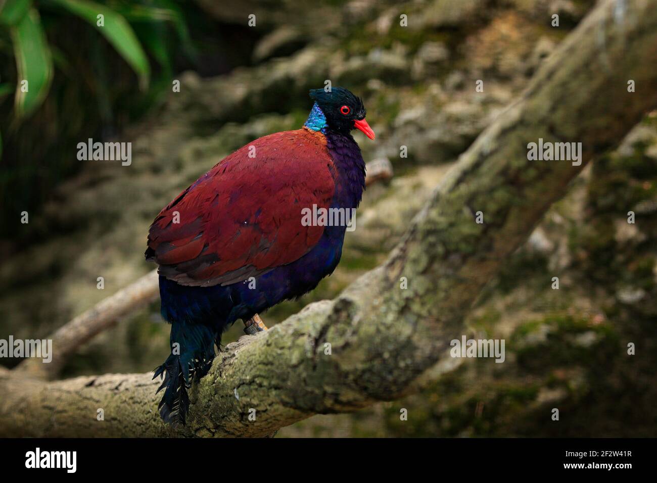 Grünnaps-Taube, Otidiphaps nobilis, Regenwald von Neuguinea und nahe gelegenen Inseln. Seltener Vogel im Lebensraum. Taube auf dem Baum sitzend b Stockfoto
