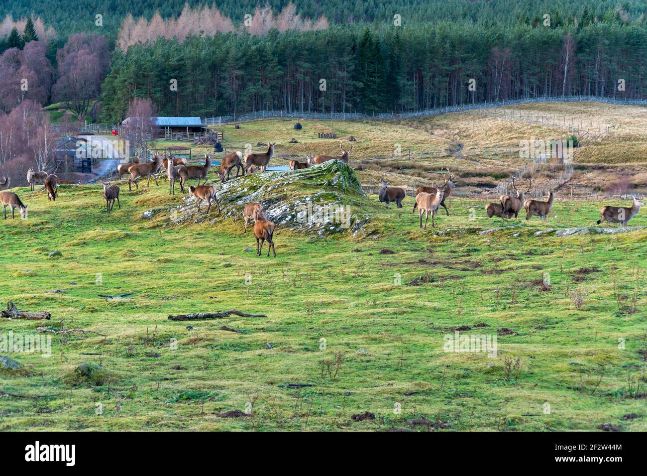 Große Gruppe von Rothirsch im Royal Highland Park Stockfoto