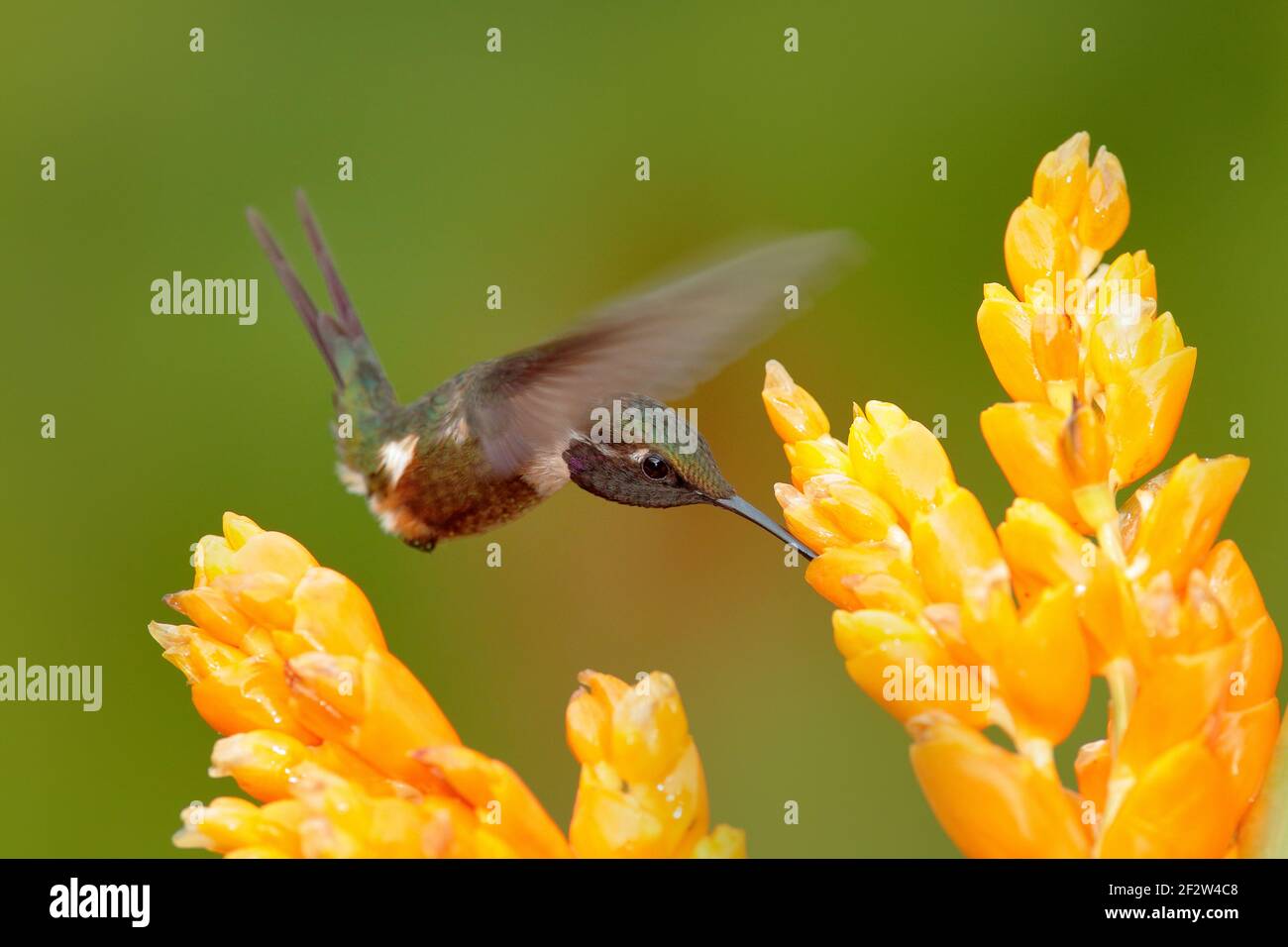 Kolibri mit gelber Blume, Fliege. Schöne blühende Lebensraum mit Vogel. Kleiner Kolibri-Flug Purpurkehliger Holzstern, Calliphlox mitchellii, Stockfoto