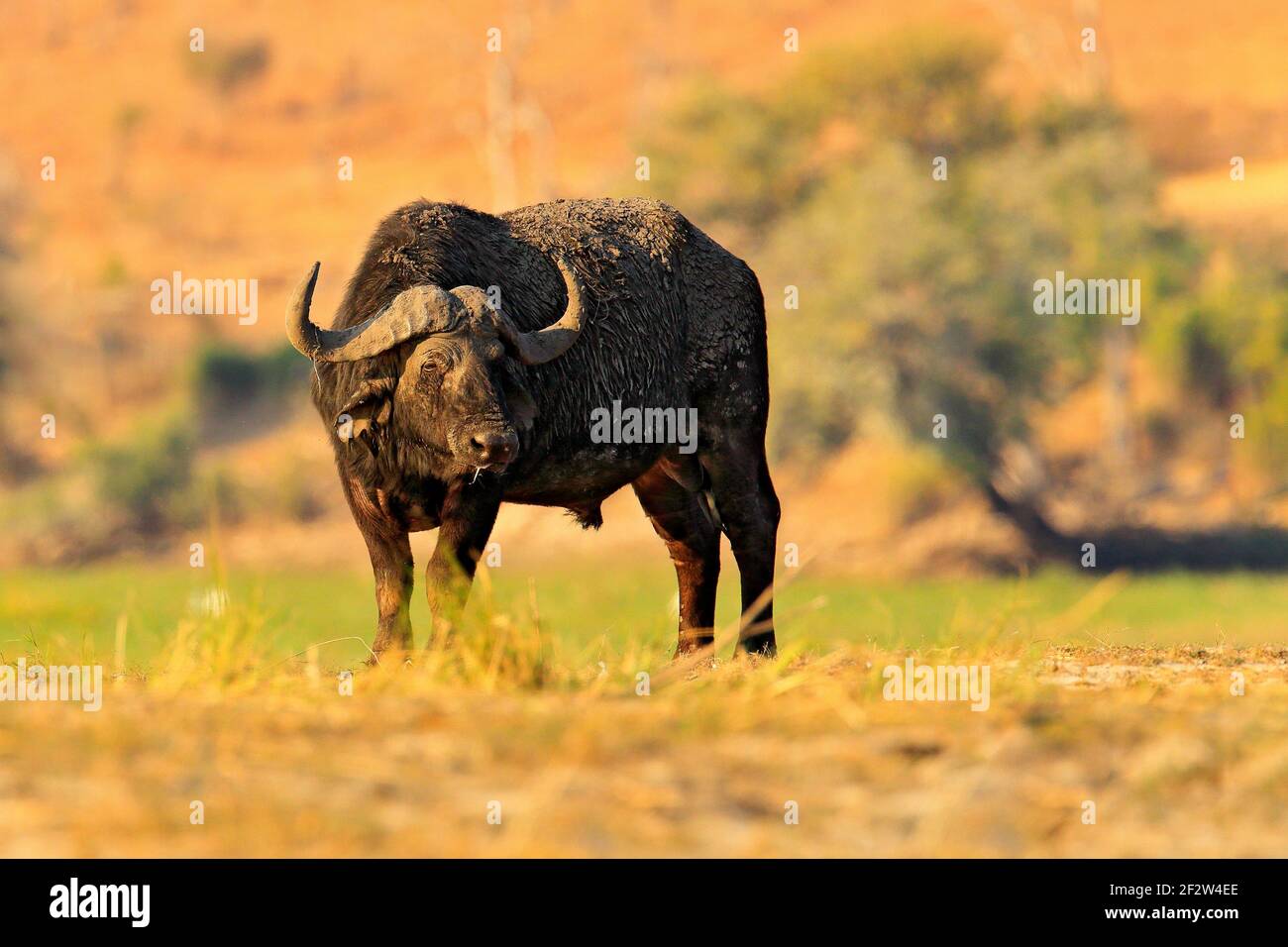 Afrika, Gefahr Tier. Abenduntergang in Afrika. African Buffalo, Cyncerus cafer, stehend am Flussufer, Chobe, Botswana. Wildtierszene von Nat Stockfoto
