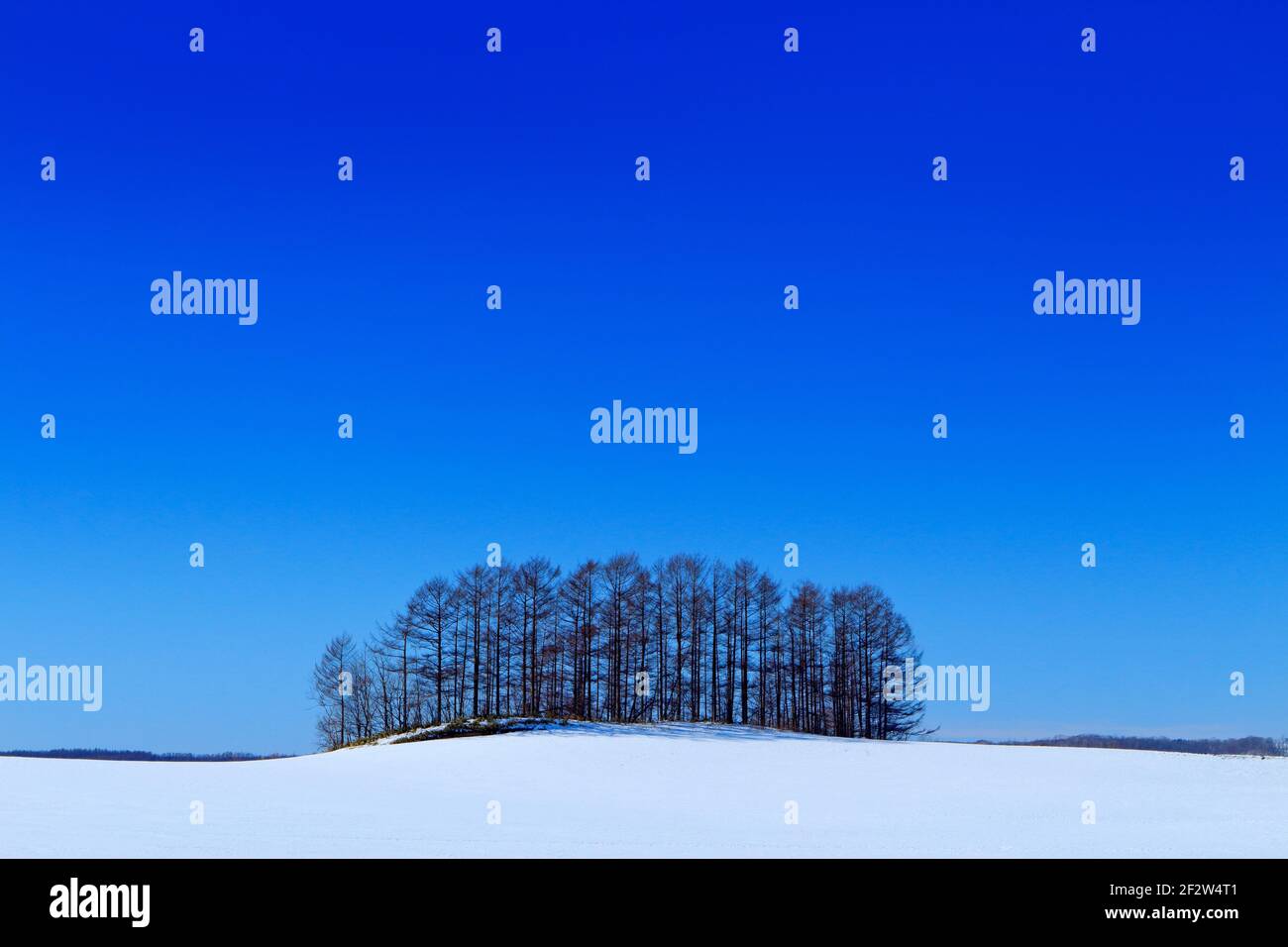 Sonnige Winterlandschaft mit Schnee und Baumhain auf Wiese. Japan kalt mit blauem Himmel. Weißes Feld mit kleinem Wald in der Mitte. Reisen Hokkaid Stockfoto
