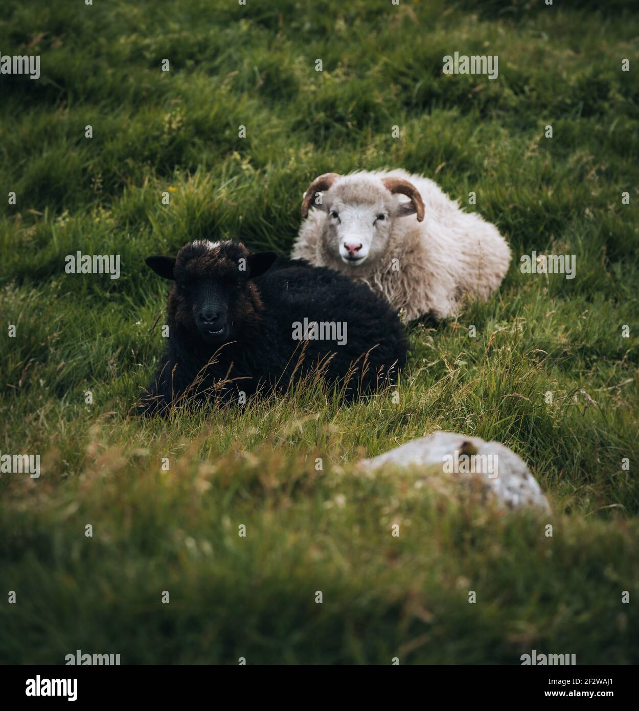 Tierwelt auf den Färöern. Zwei Schafe wandern frei. Stockfoto