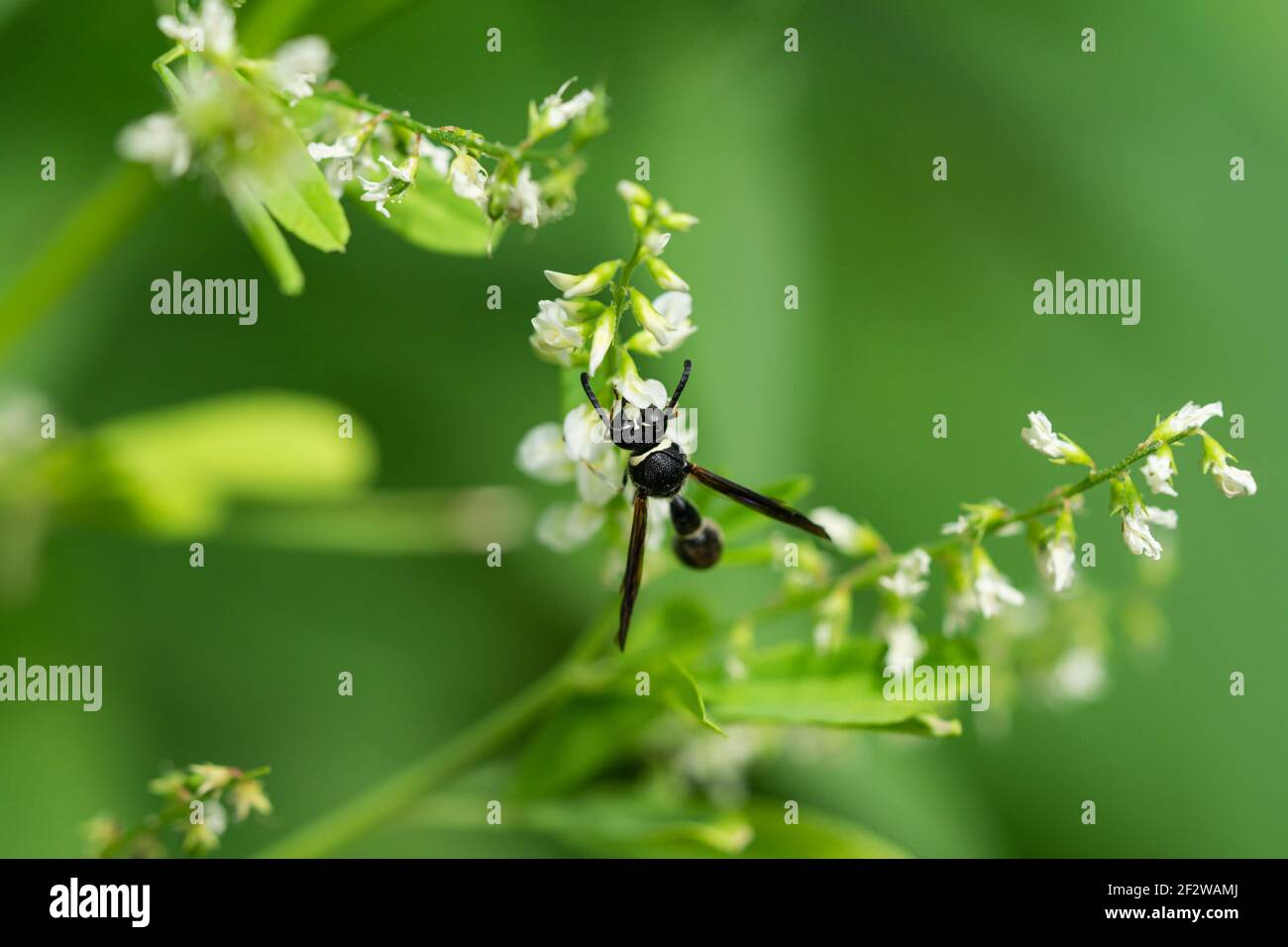 Brüderliche Potter Wasp auf weißen Sweetklee Blumen Stockfoto