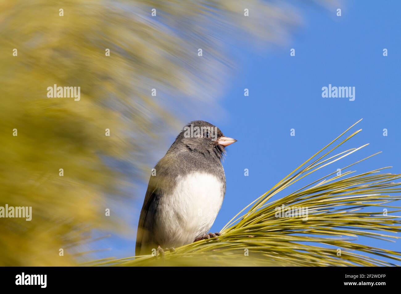 Schieferfarben Dunkeläugige Junco ( Junco hyemalis ) ist ein Singvogel in Nordamerika. Dieses Erwachsene Männchen wurde im Winter an einem Kiefernzweig gesichtet Stockfoto