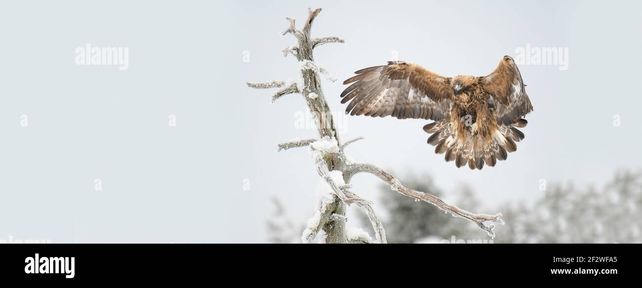 Ein Steinadler (Aquila chrysaetos) Landung auf einem trockenen Baum Zweig Flügel weit geöffnet Stockfoto