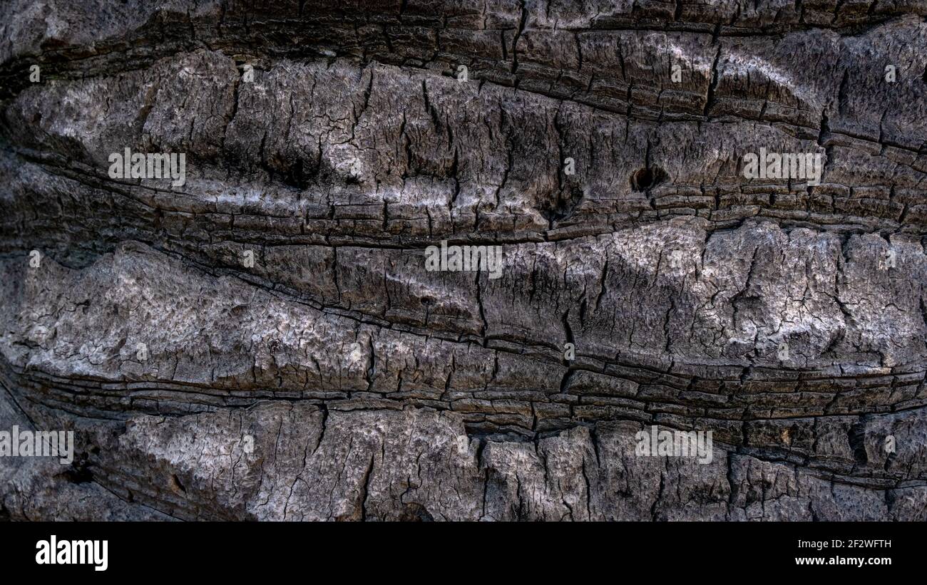 Nahaufnahme der Textur eines Baumes. Stockfoto