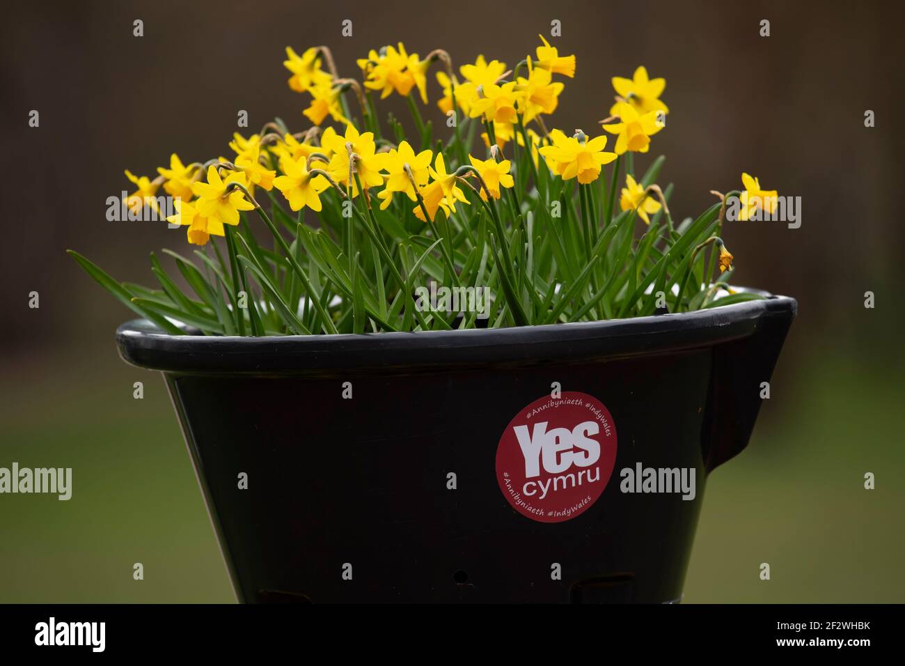 Ein Blumentopf mit Narzissen und einem Yes Cymru Aufkleber in Bute Park in Cardiff, Wales, Vereinigtes Königreich. Stockfoto