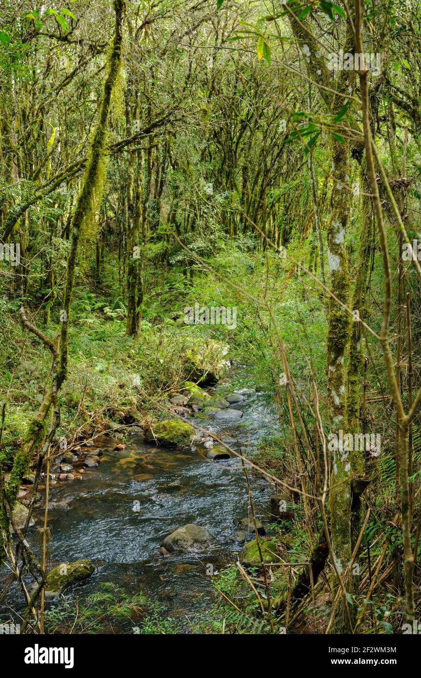 Kleiner Bach im Wald in Gramado, Rio Grande do Sul, Brasilien am 9. August 2008. Stockfoto