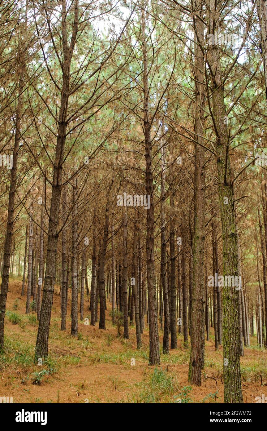 Pinus Plantage in Gramado, Rio Grande do Sul, Brasilien am 9. August 2008. Baumstamm. Stockfoto