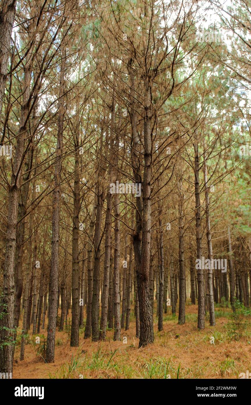 Pinus Plantage in Gramado, Rio Grande do Sul, Brasilien am 9. August 2008. Baumstamm. Stockfoto
