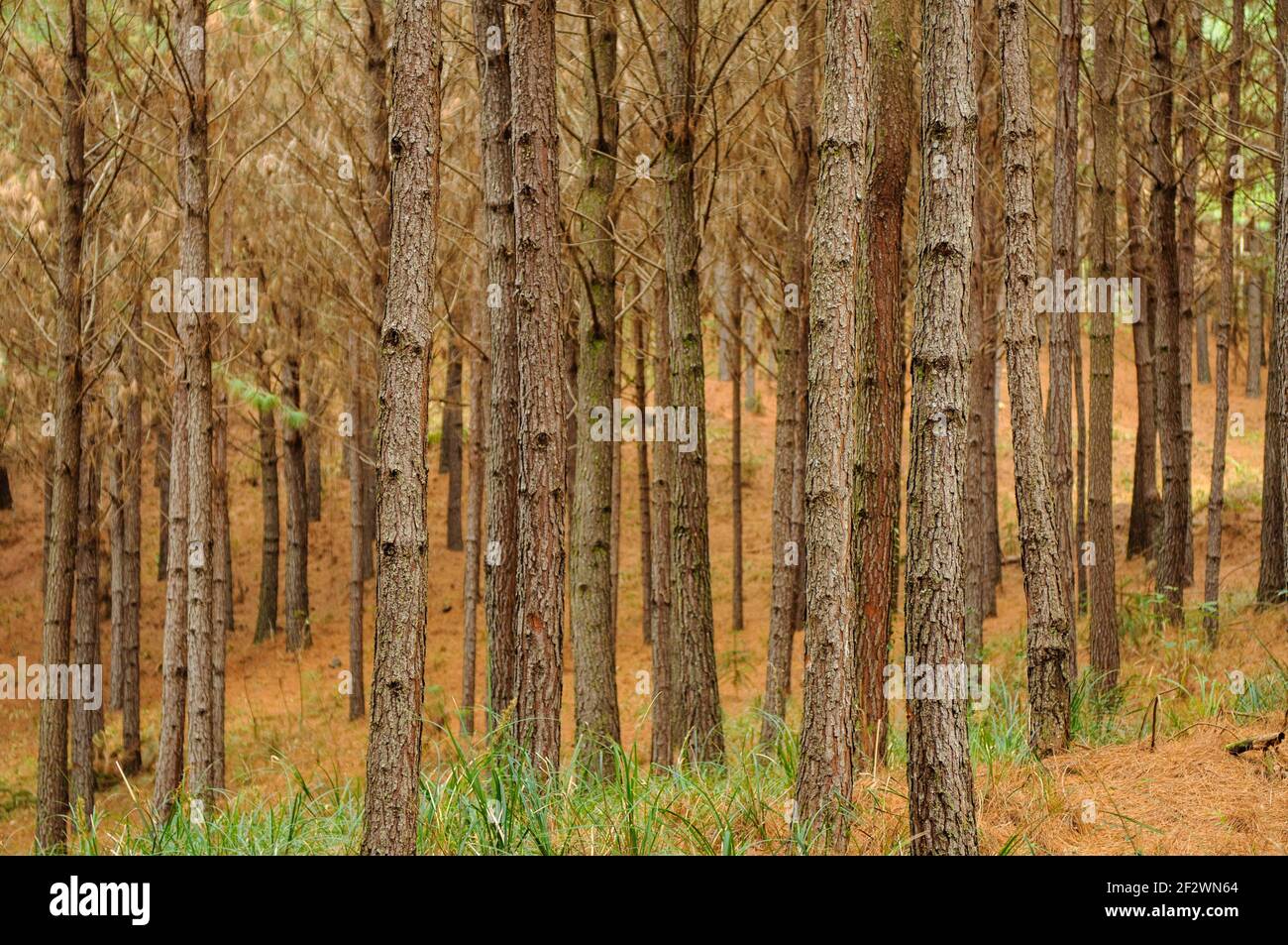 Pinus Plantage in Gramado, Rio Grande do Sul, Brasilien am 9. August 2008. Baumstamm. Stockfoto