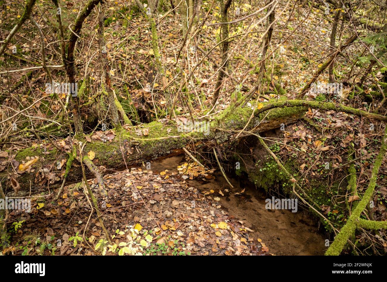 Alter trockener Baumstamm stampfen im Wald für Holzstämme Und Kamin Stockfoto