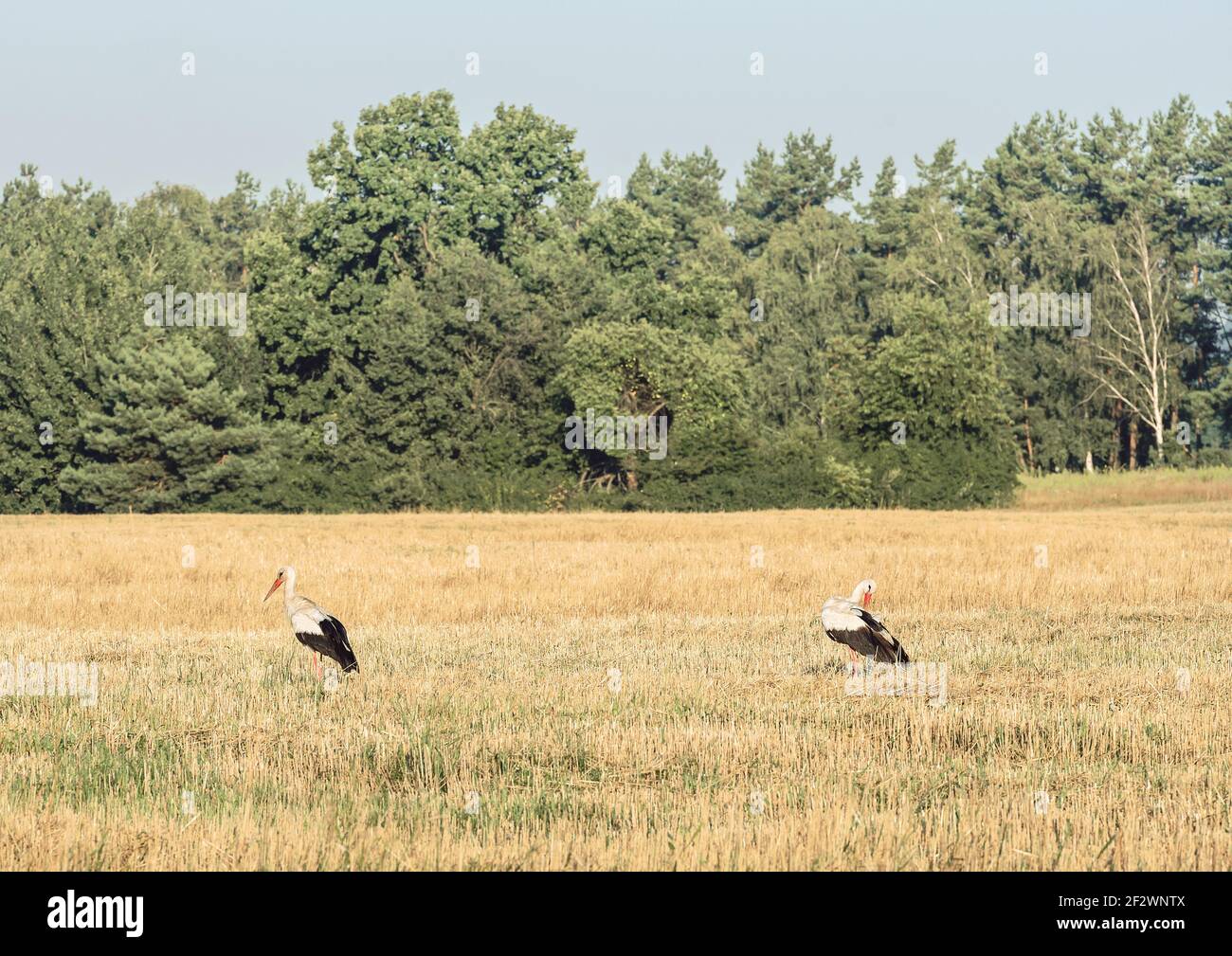 Störche auf dem Feld. Fragment eines Feldes von geerntetem Weizen. Stockfoto