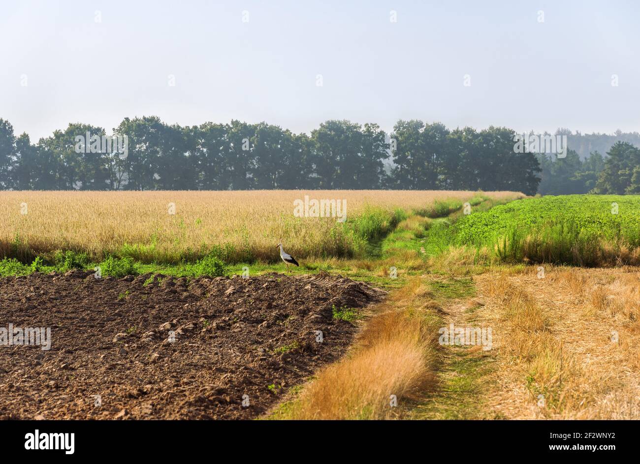 Storch auf dem Feld. Ein Fragment eines Weizenfeldes, eines gepflügten Feldes und eines Feldes mit Bohnen. Stockfoto