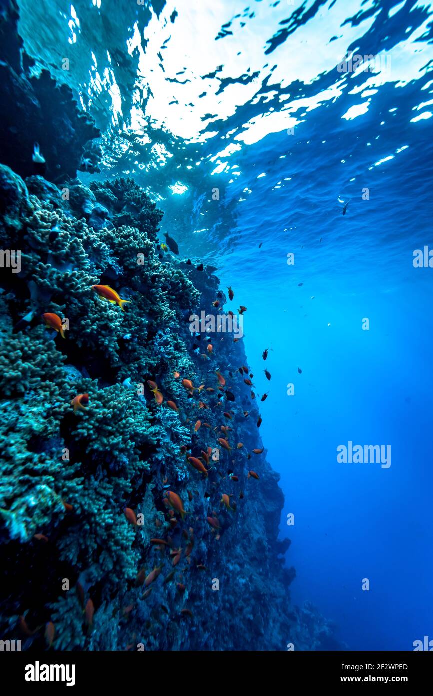 Das tiefblaue Wasser des roten Meeres. Stockfoto