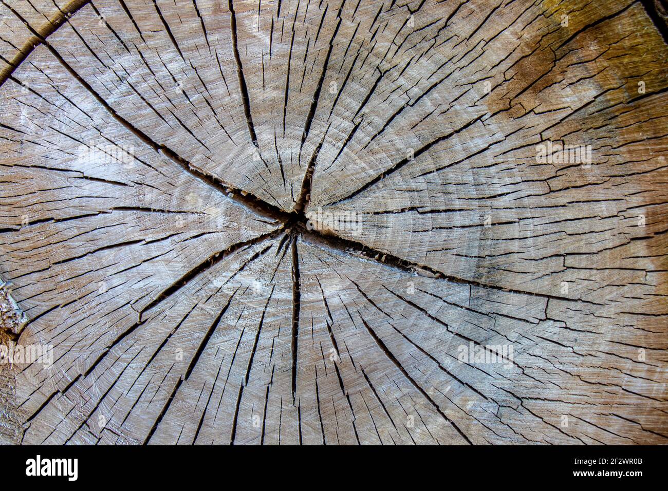Idealer runder Baum mit Jahresringen und Rissen. Holzstruktur. Die Textur der Scheibe des Birkenstammes. Stockfoto
