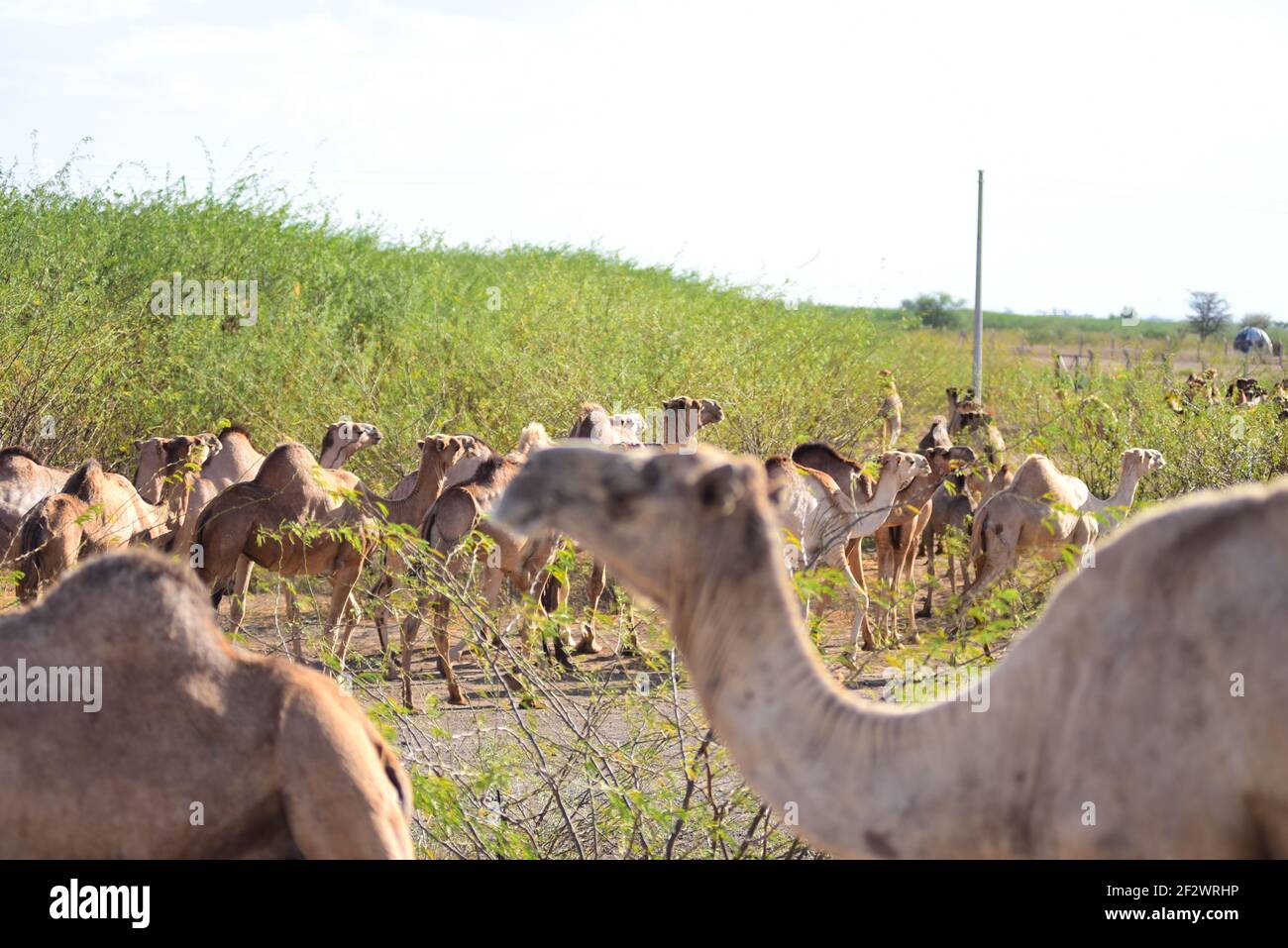 Kamele in Kakuma, Turkana, Kenia Stockfoto